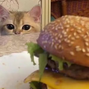 美女被捅个不停
